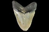 Fossil Megalodon Tooth - North Carolina #109730-2
